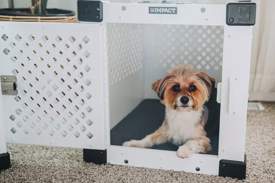 Dog in a travel crate