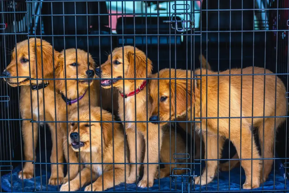 Dog in a travel crate
