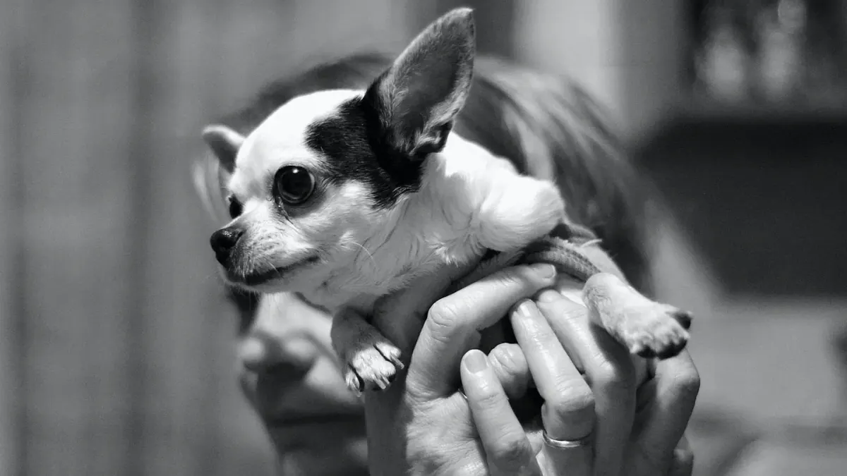 Dog in kitchen with owner