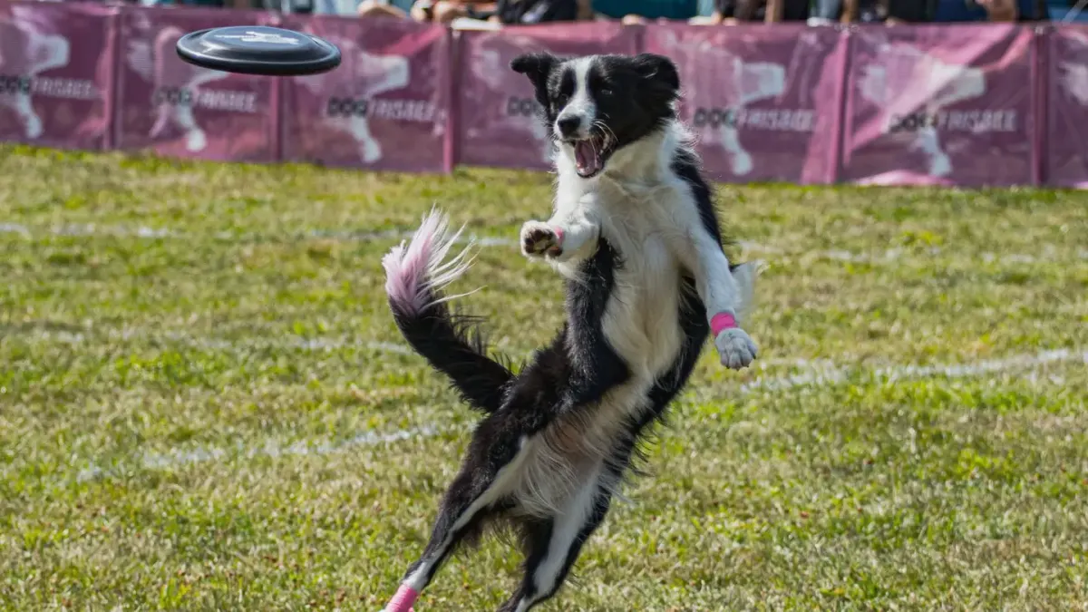 Dog jumping outdoors