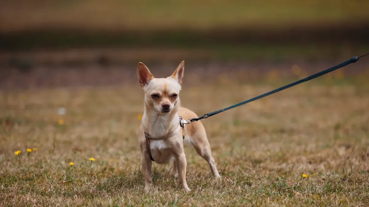 Dog leash in hand outdoors
