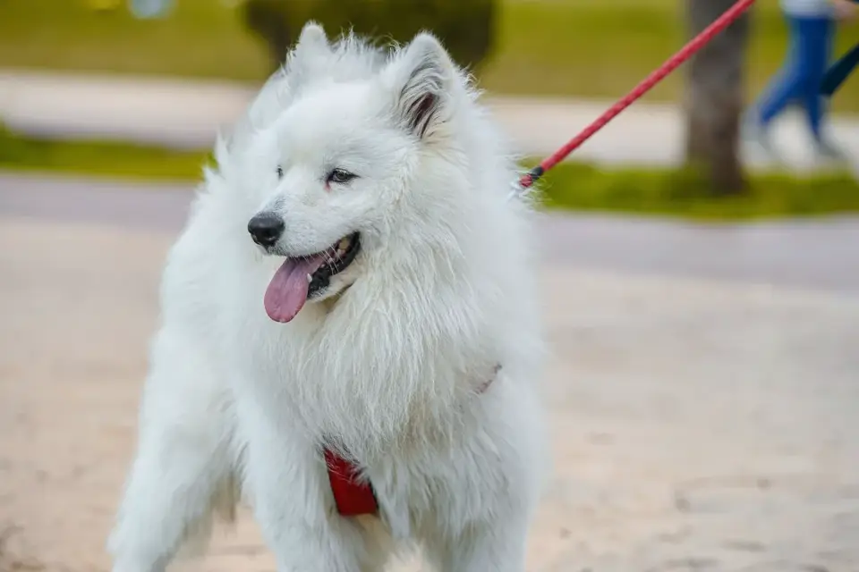 Dog leash in hand outdoors