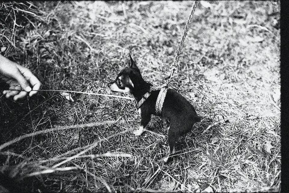 Dog leash outdoors