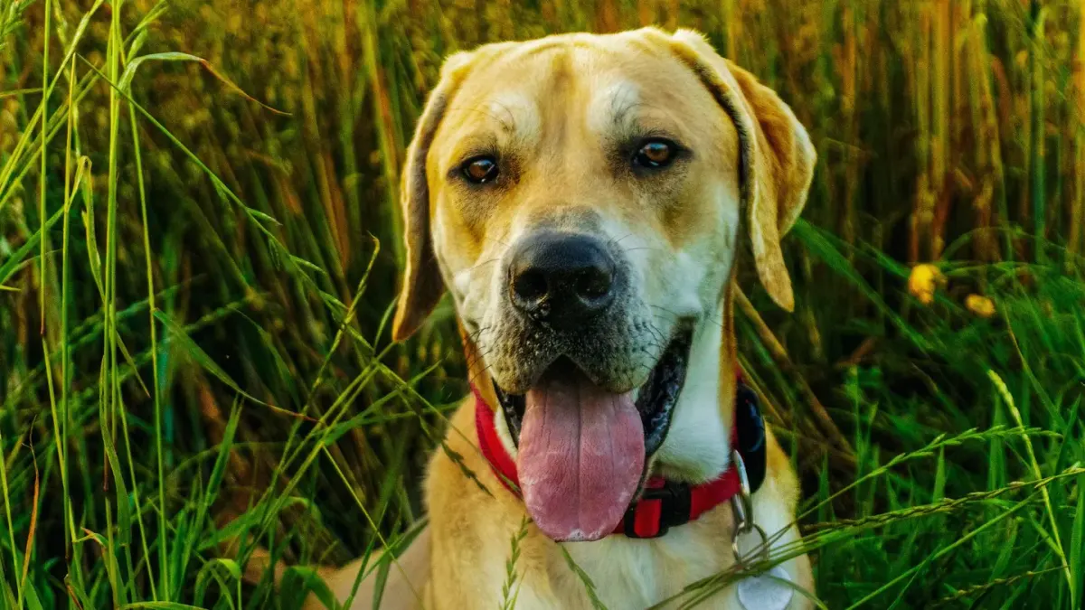 Dog looking ahead outdoors