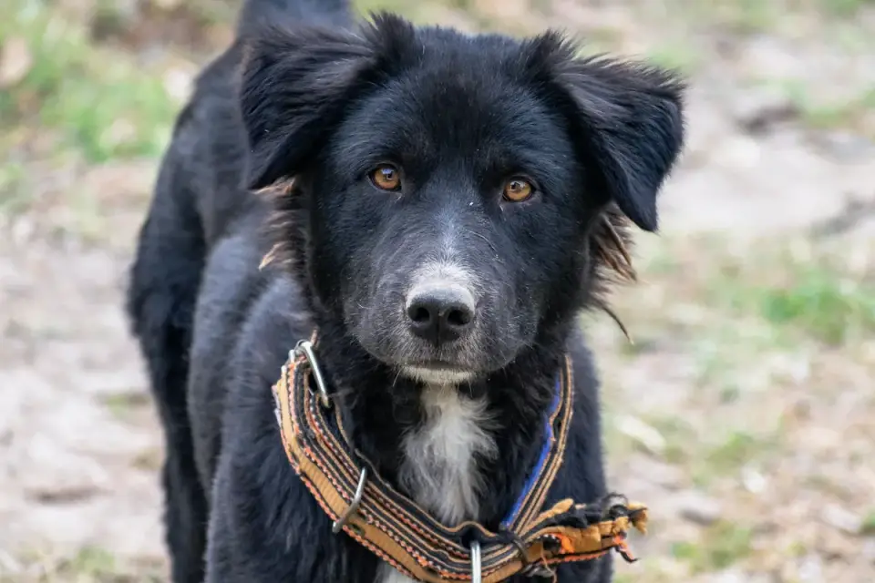 Dog looking ahead outdoors