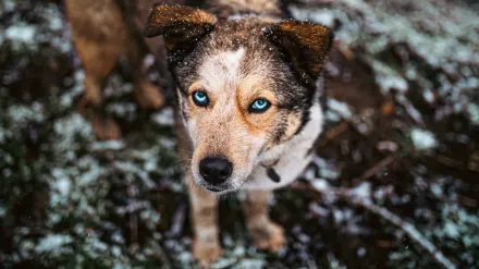 Dog looking ahead outdoors