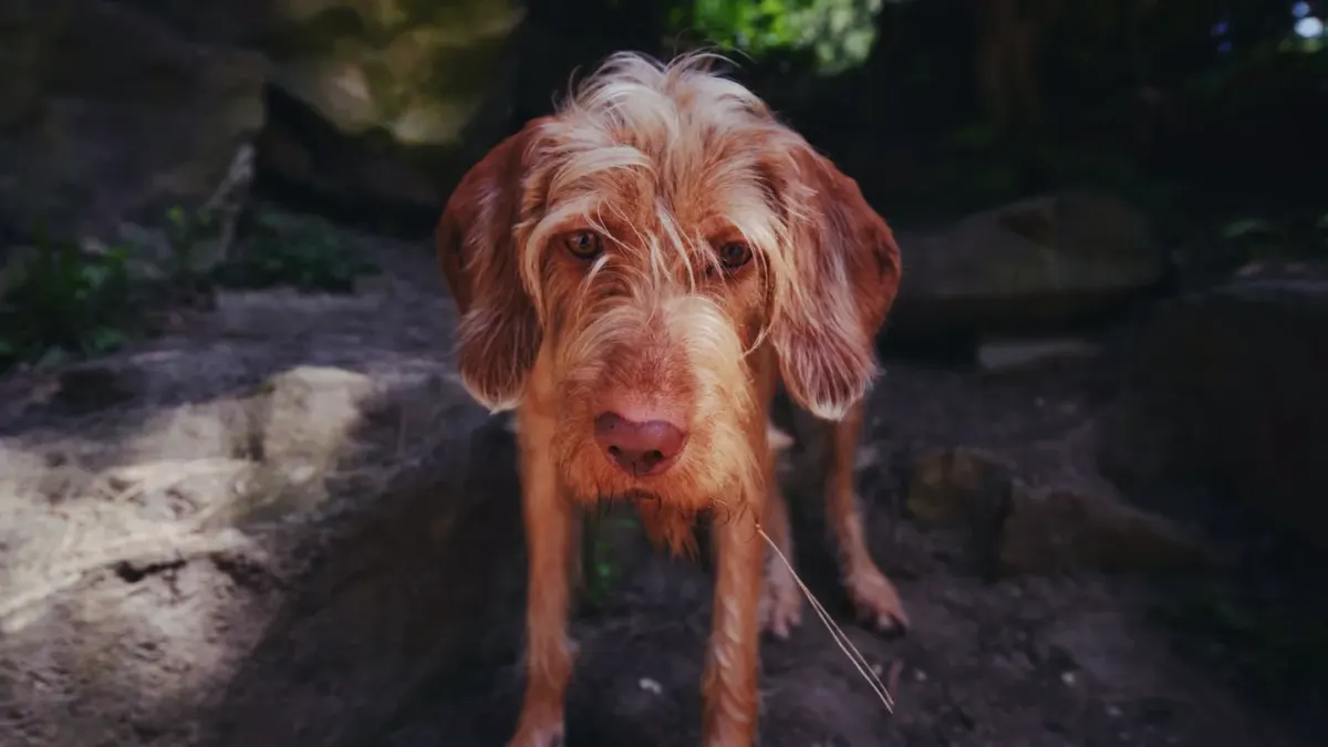 Dog looking ahead outdoors