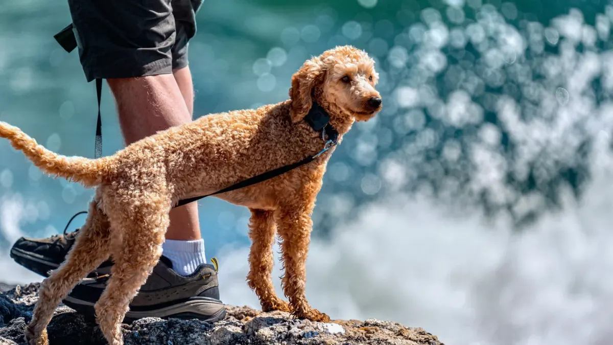 Dog looking attentive at owner