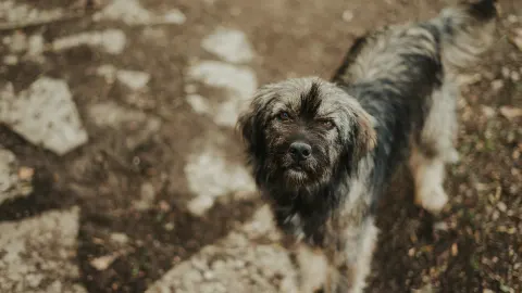 Dog looking attentive at owner