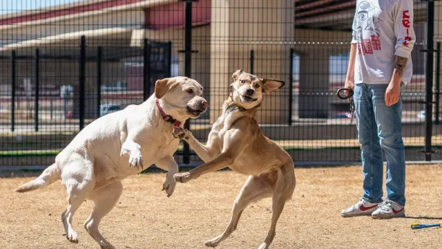Dog mouthing an owner's sleeve during an energetic play session