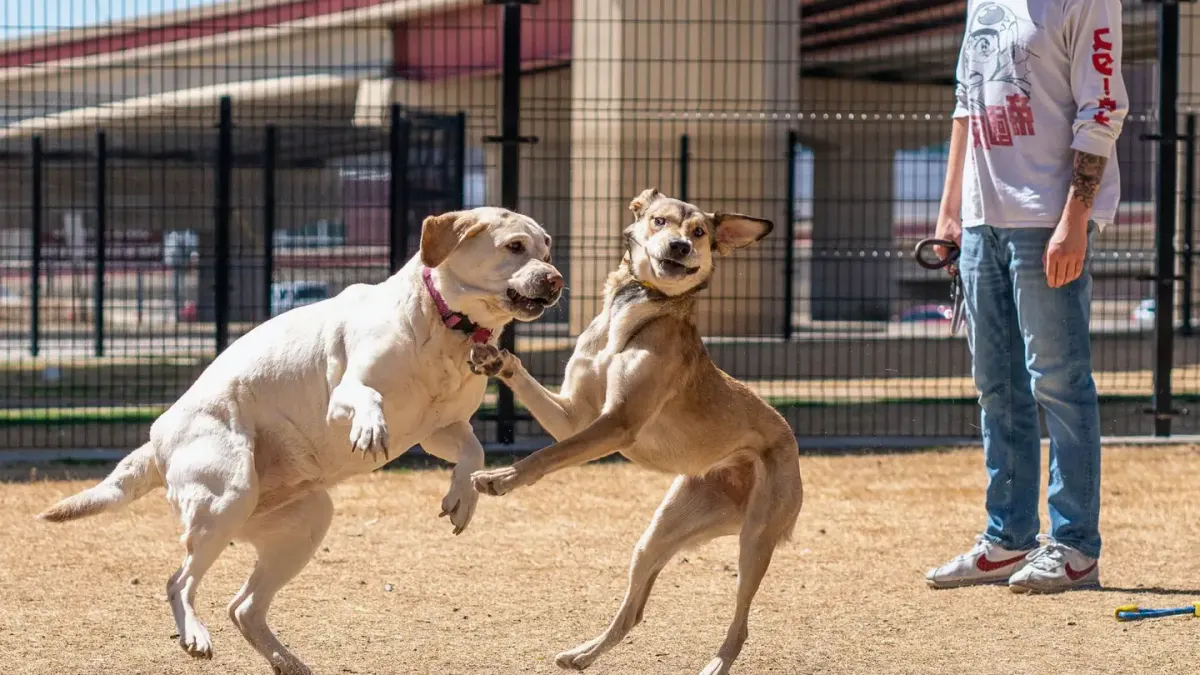 Dog mouthing an owner's sleeve during an energetic play session