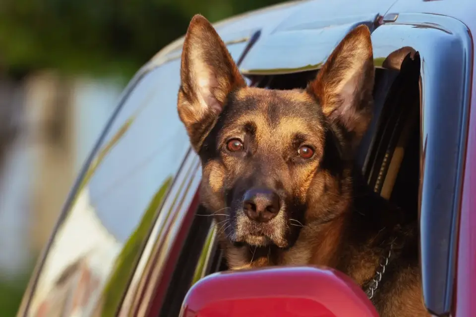 Dog on a road trip