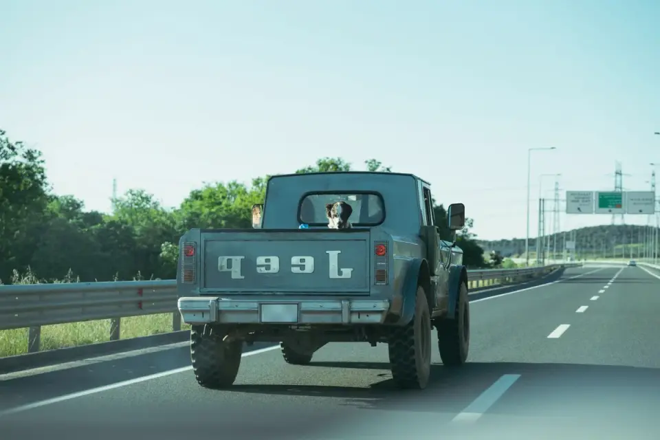 Dog on a road trip