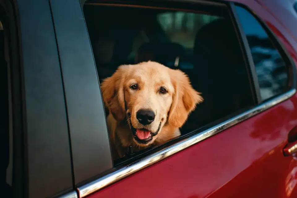 Dog on a road trip
