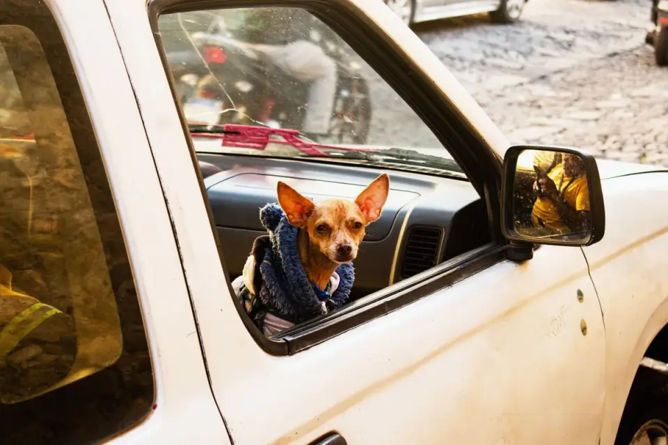 Dog on a road trip