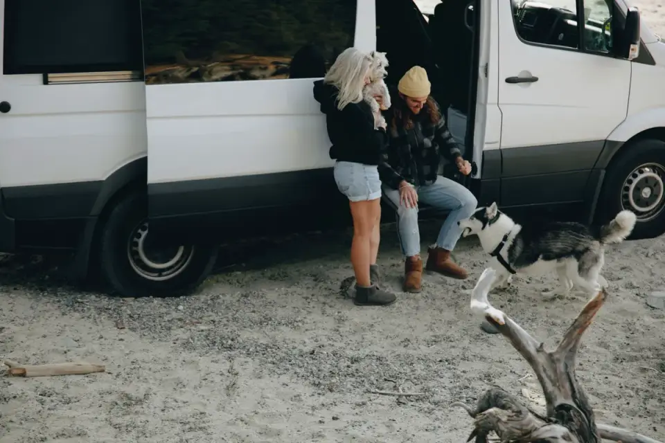 Dog on a road trip