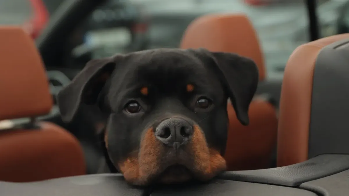 Dog on a road trip