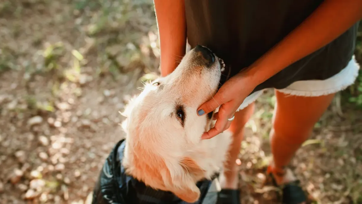 Dog owner comforting dog home