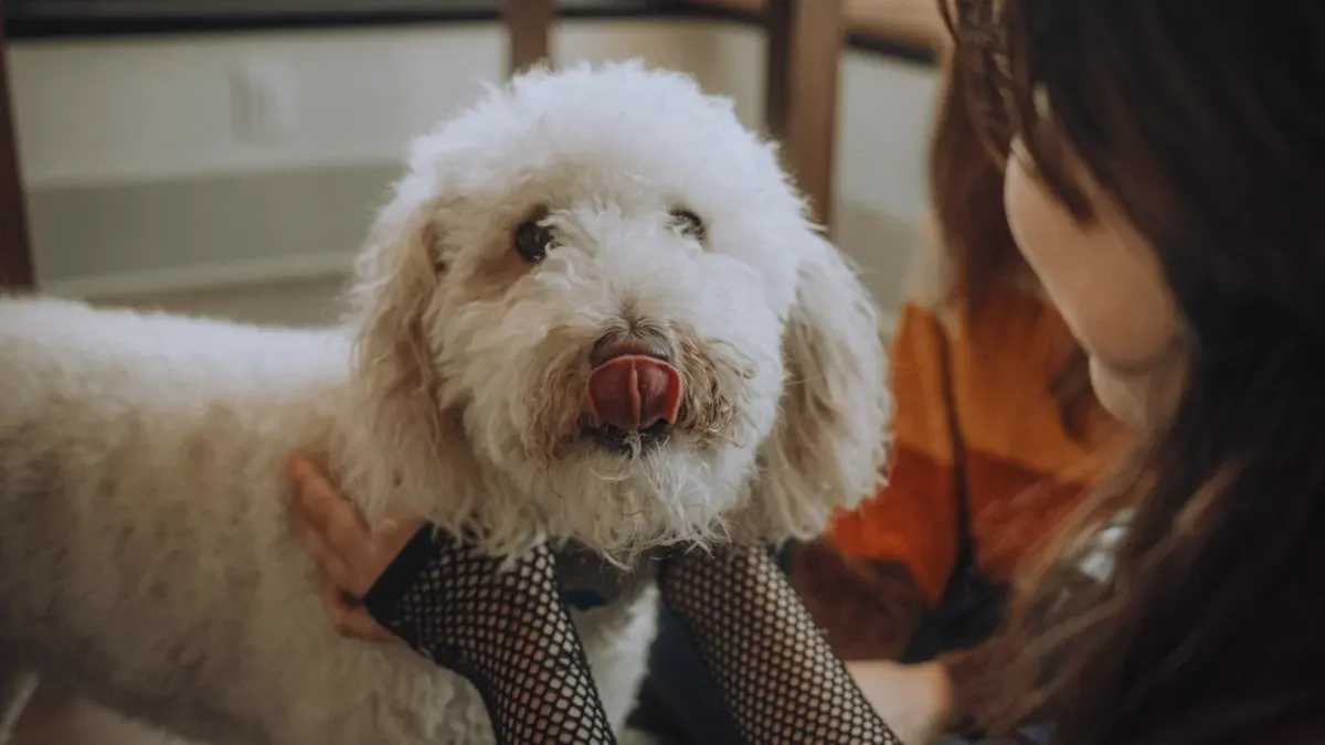 Dog owner gentle interaction home