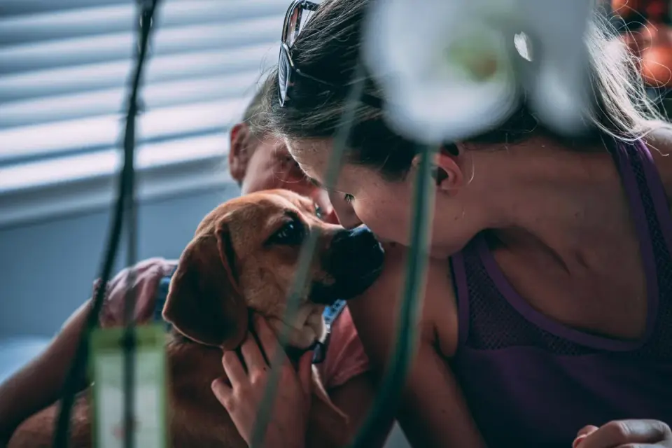 Dog owner gentle interaction home