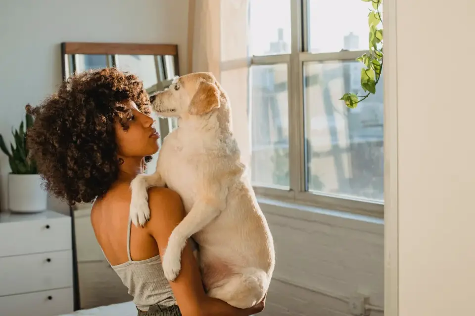Dog owner home