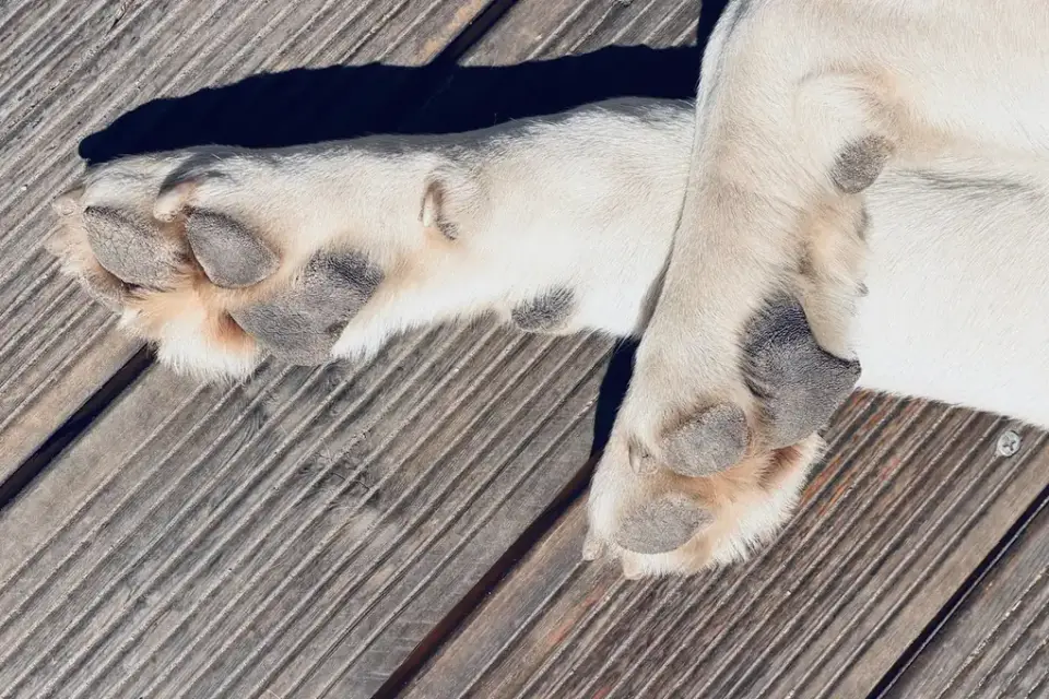 Dog paws