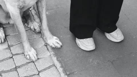 Dog paws