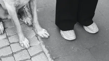 Dog paws