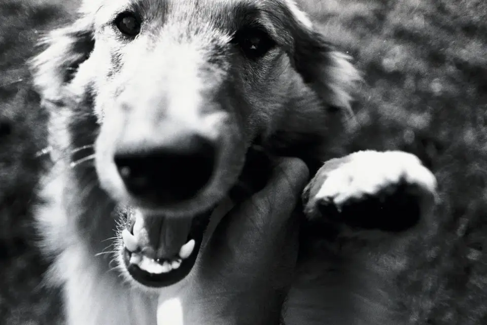 Dog paws
