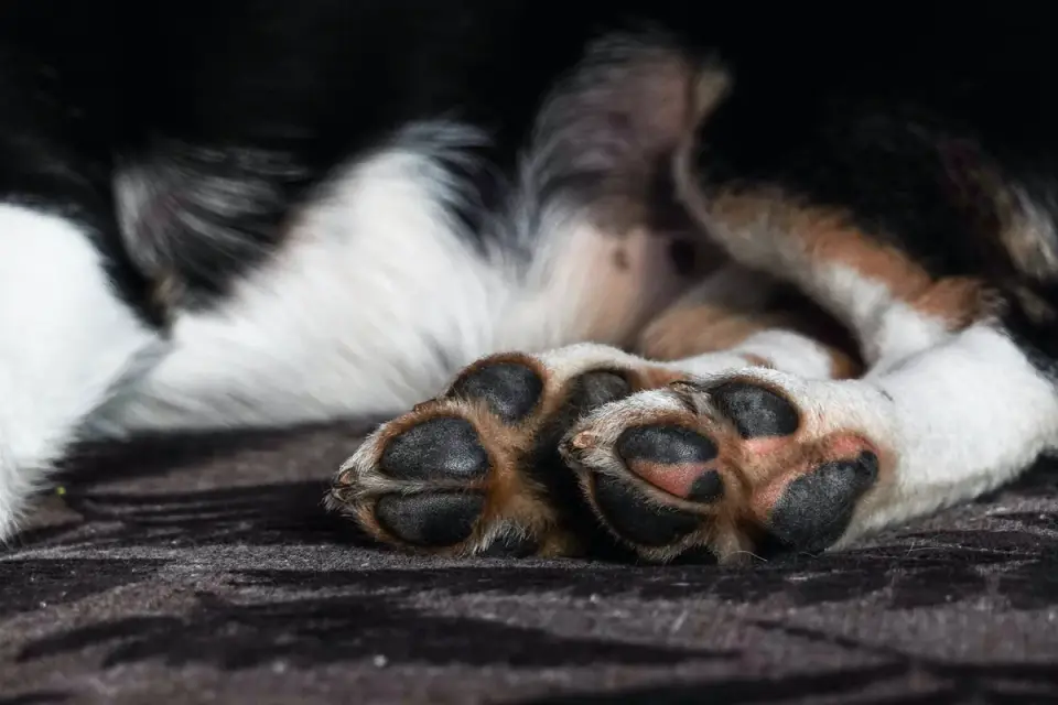 Dog paws