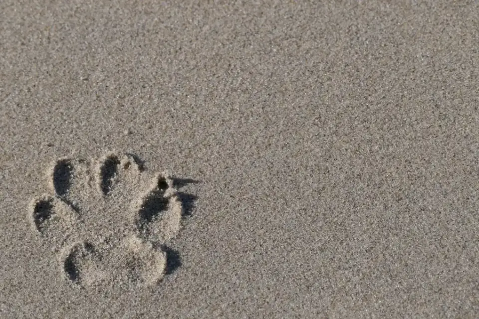 Dog paws