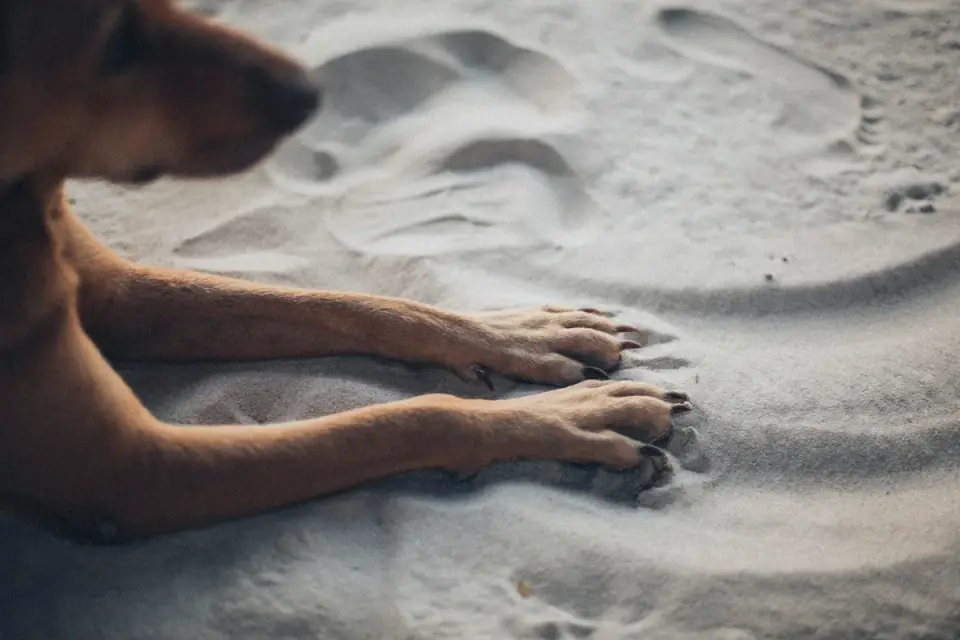 Dog paws