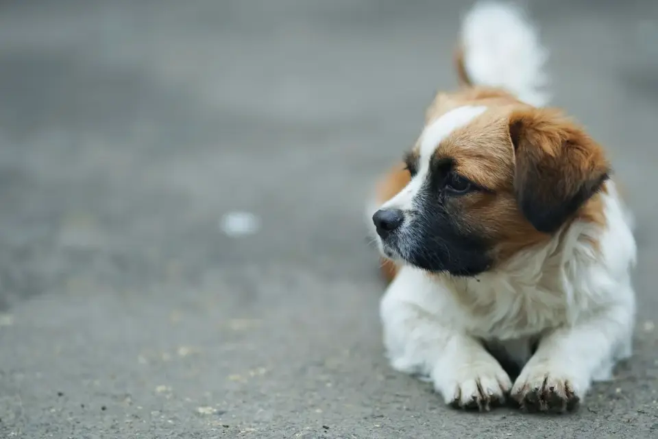 Dog paws