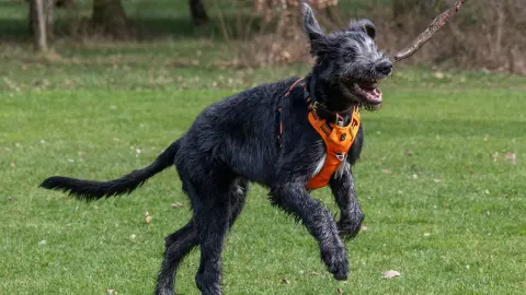 Dog playing fetch