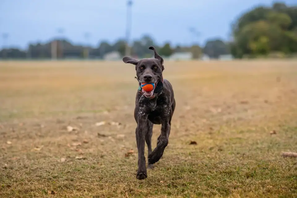Dog playing fetch