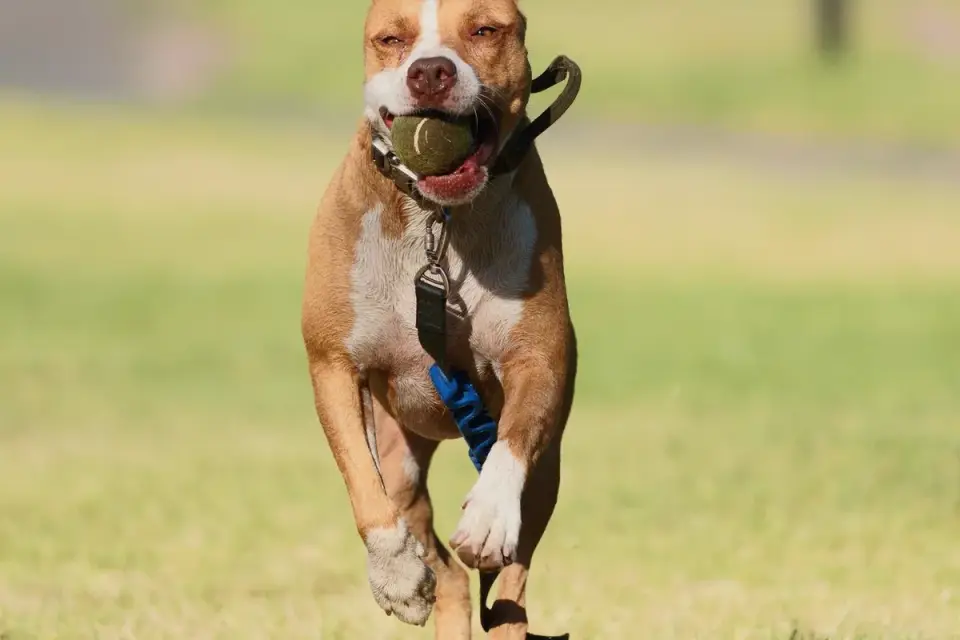Dog playing fetch