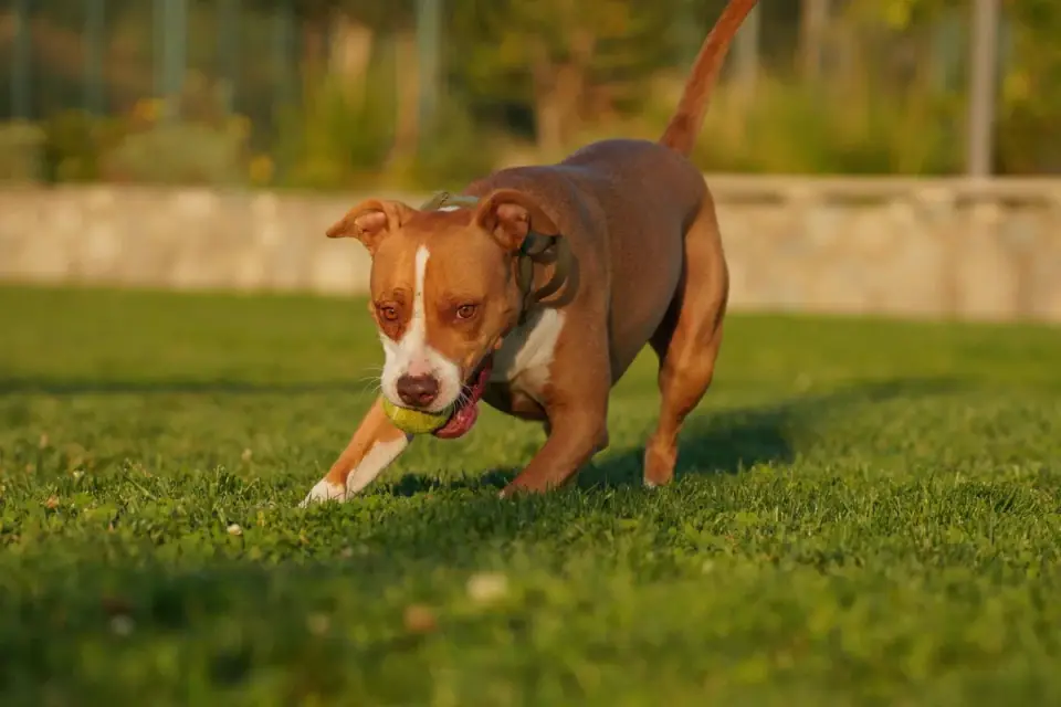 Dog playing fetch