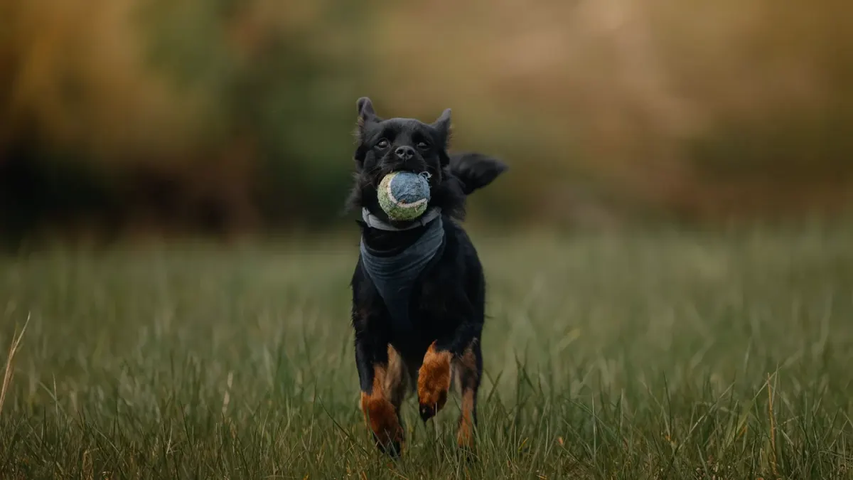 Dog playing grass