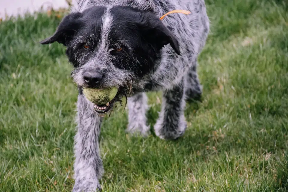 Dog playing grass