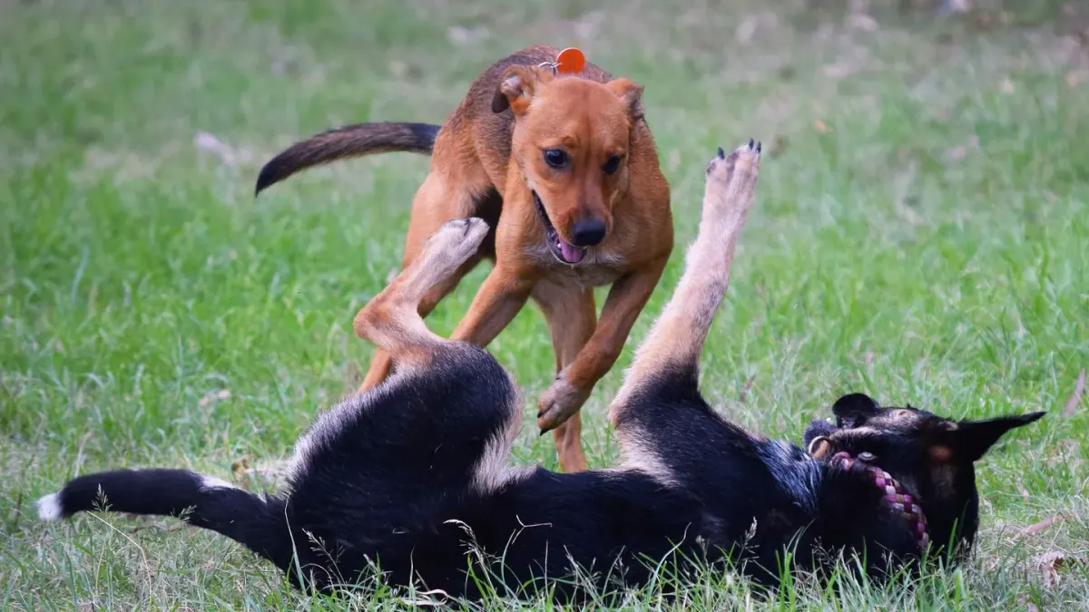 Dog playing grass