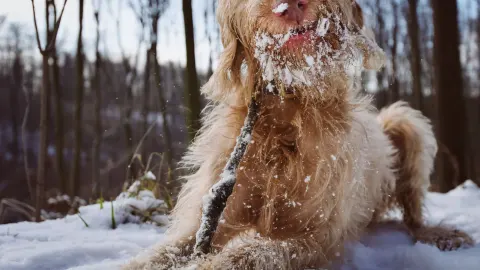 Dog playing outdoors
