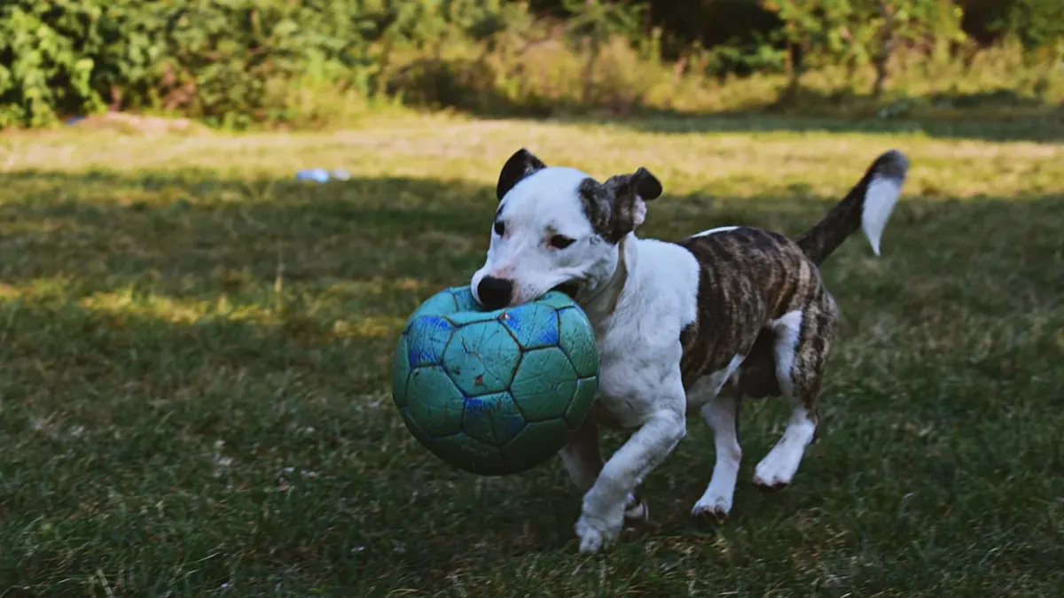 Dog playing outdoors