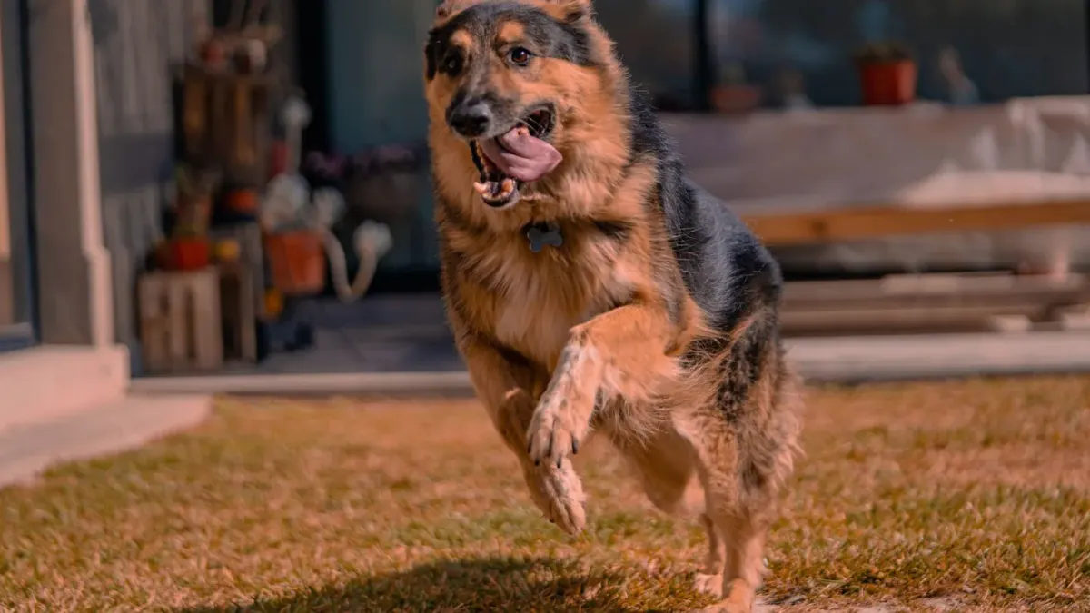 Dog playing outdoors