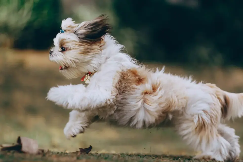 Dog playing outdoors