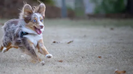 Dog playing outdoors