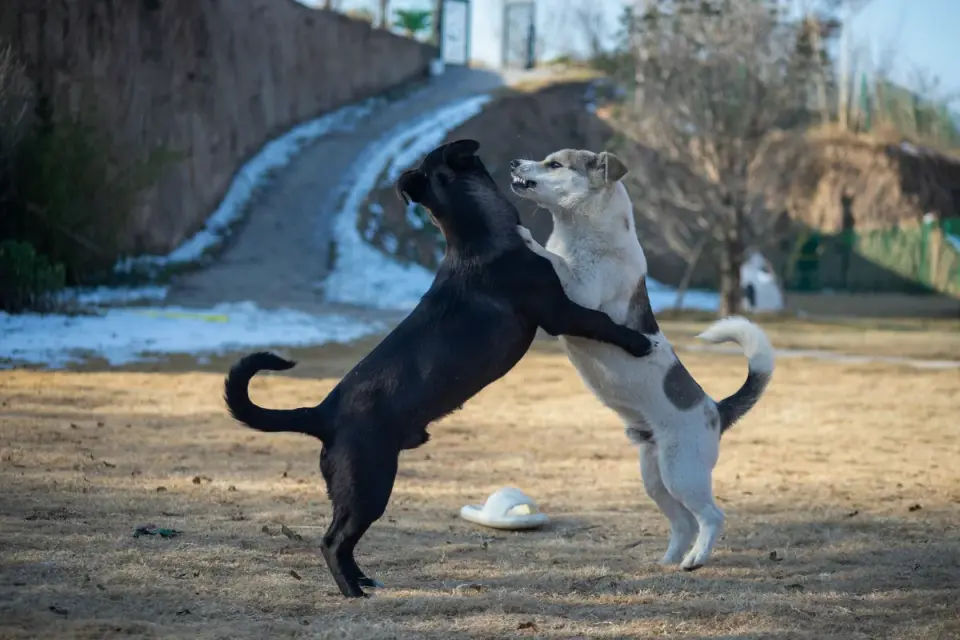 Dog playing outdoors