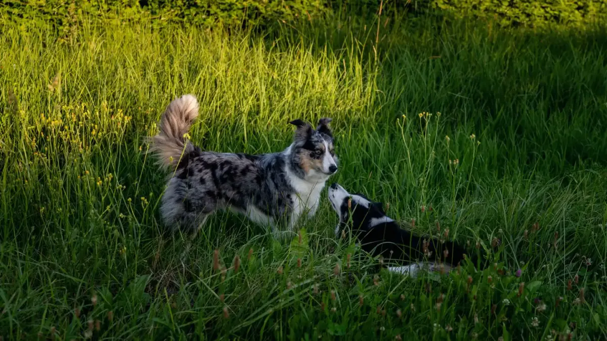 Dog playing outdoors