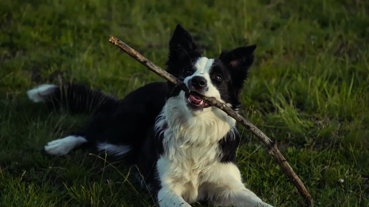 Dog playing outdoors