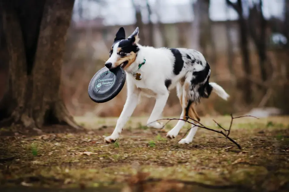 Dog playing outdoors
