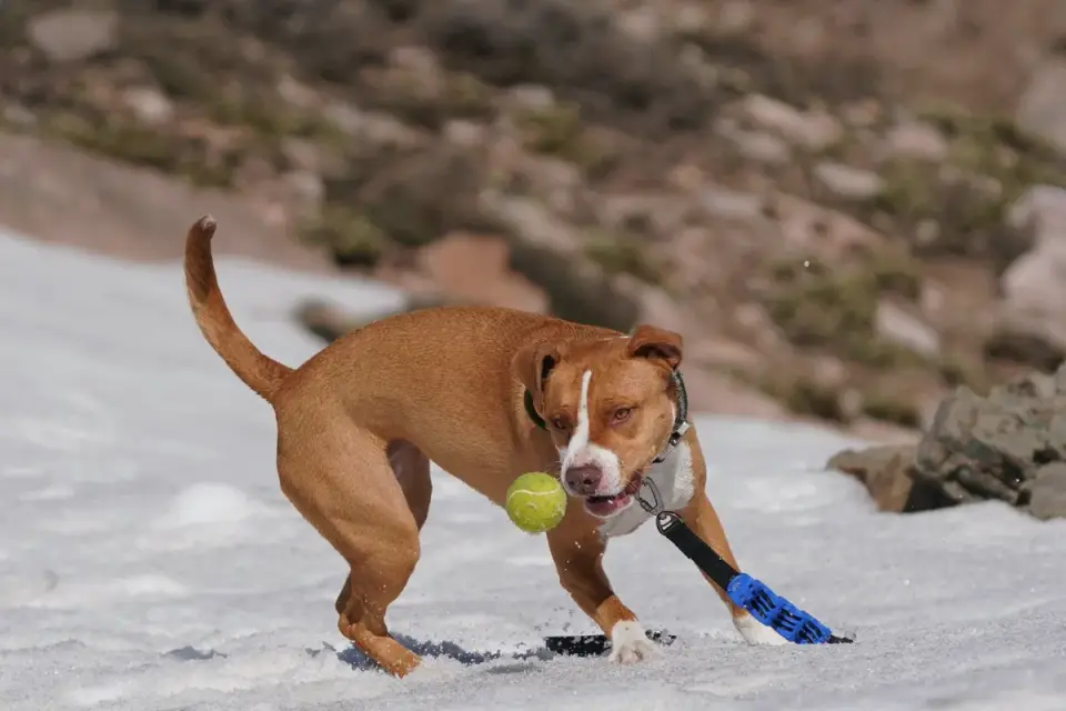 Dog playing with a ball